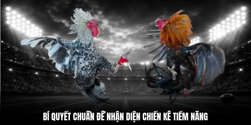 Bí quyết chuẩn để nhận diện chiến kê tiềm năng