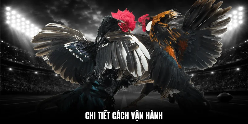 Chi tiết cách vận hành 