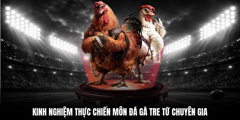 Kinh nghiệm thực chiến môn đá gà tre từ chuyên gia