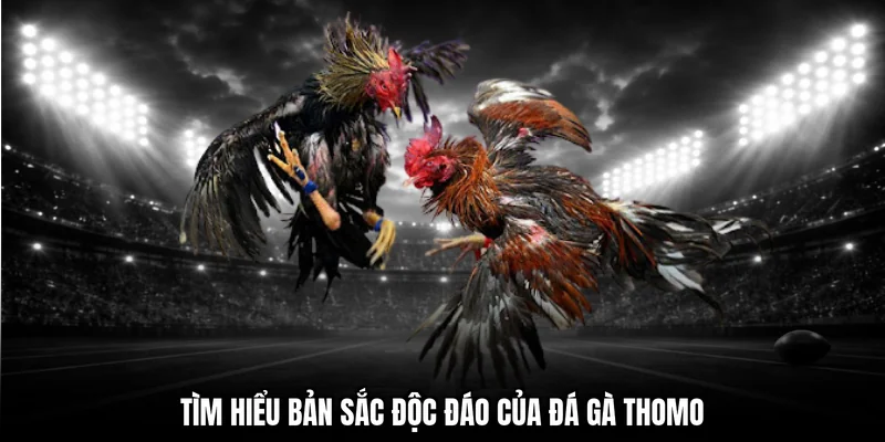 Tìm hiểu bản sắc độc đáo của đá gà Thomo